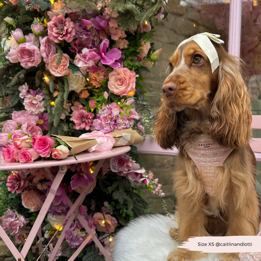 Pink Textured Tweed Adjustable Neck Harness: S