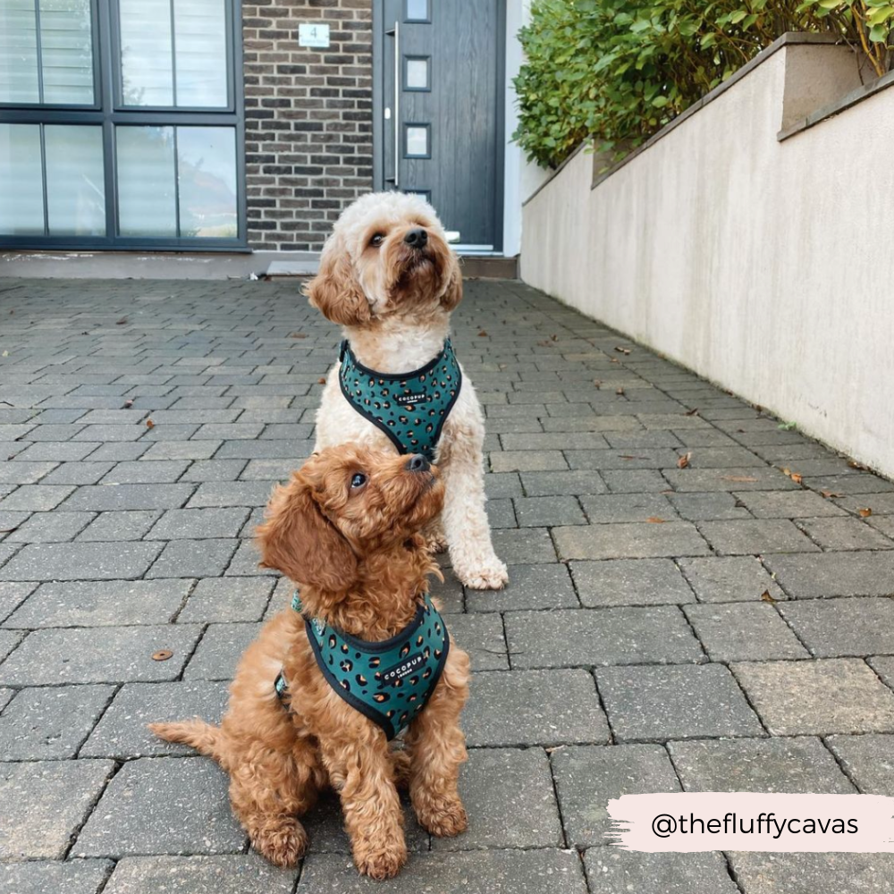 Khaki Leopard Adjustable Neck Harness: XXS