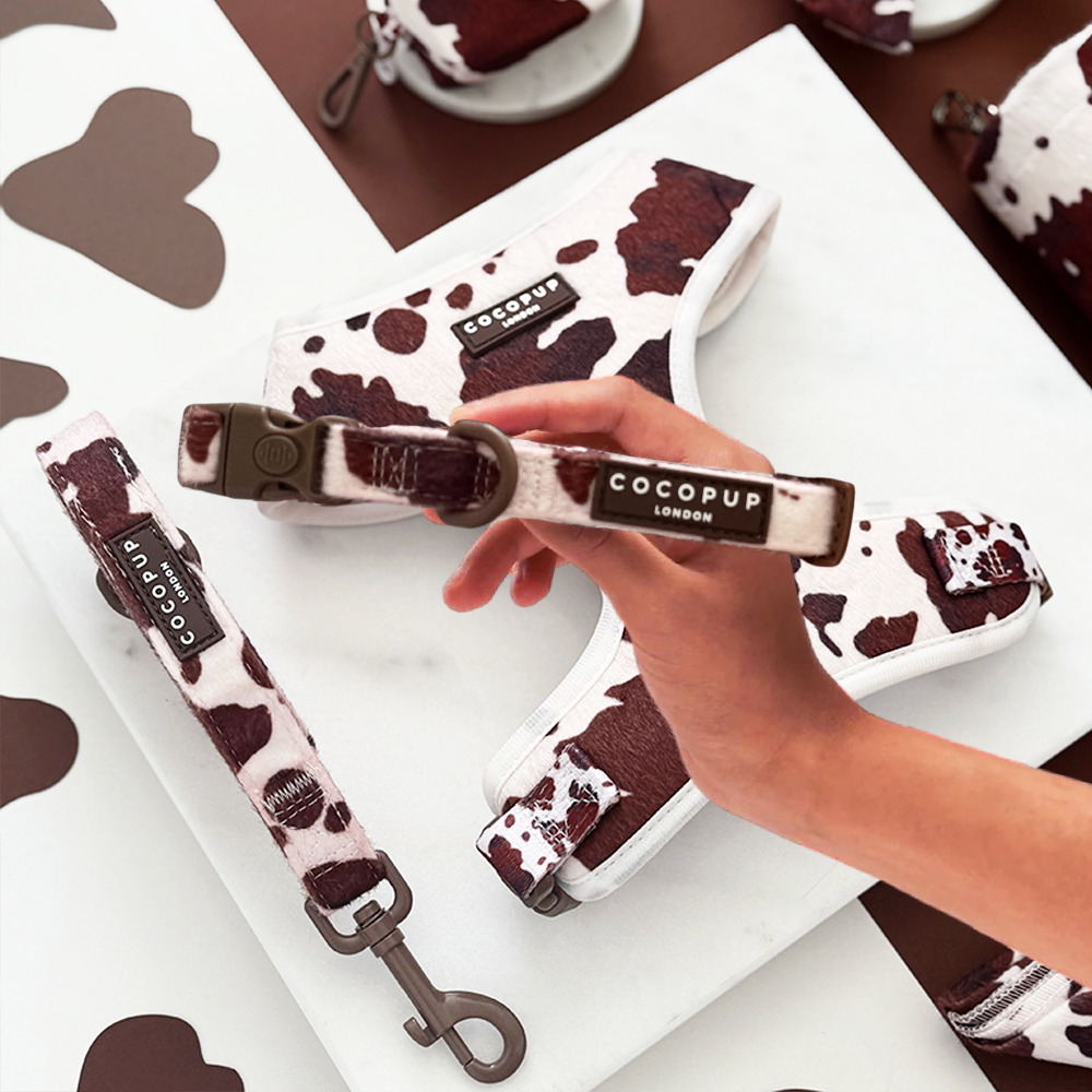 Rodeo Pup Collar: Small