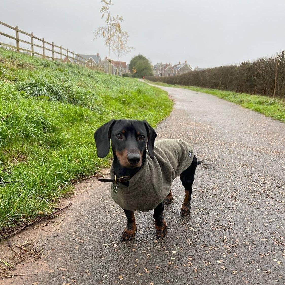 Dachshund Fleece Jumper: Olive / Puppy