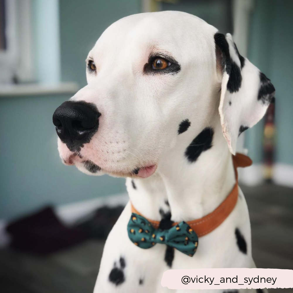 Khaki Leopard Bow Tie