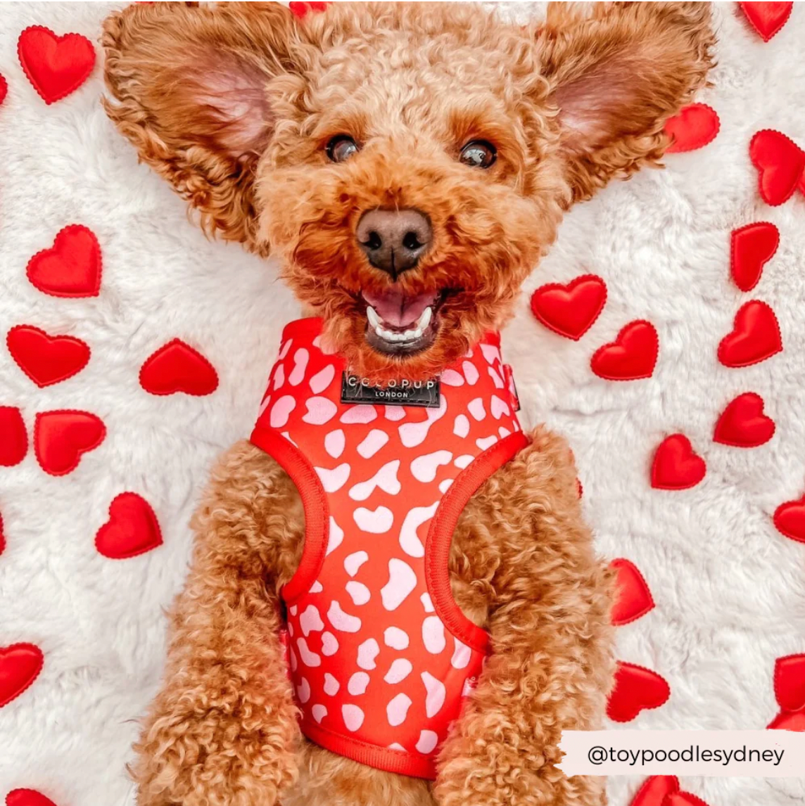 Red & Pink Leopard Adjustable Neck Harness: S