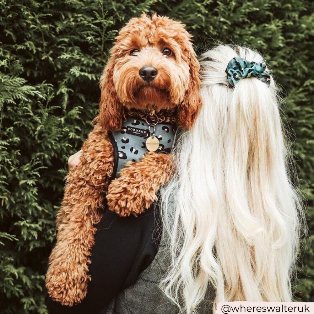 Khaki Leopard Adjustable Neck Harness: XXS