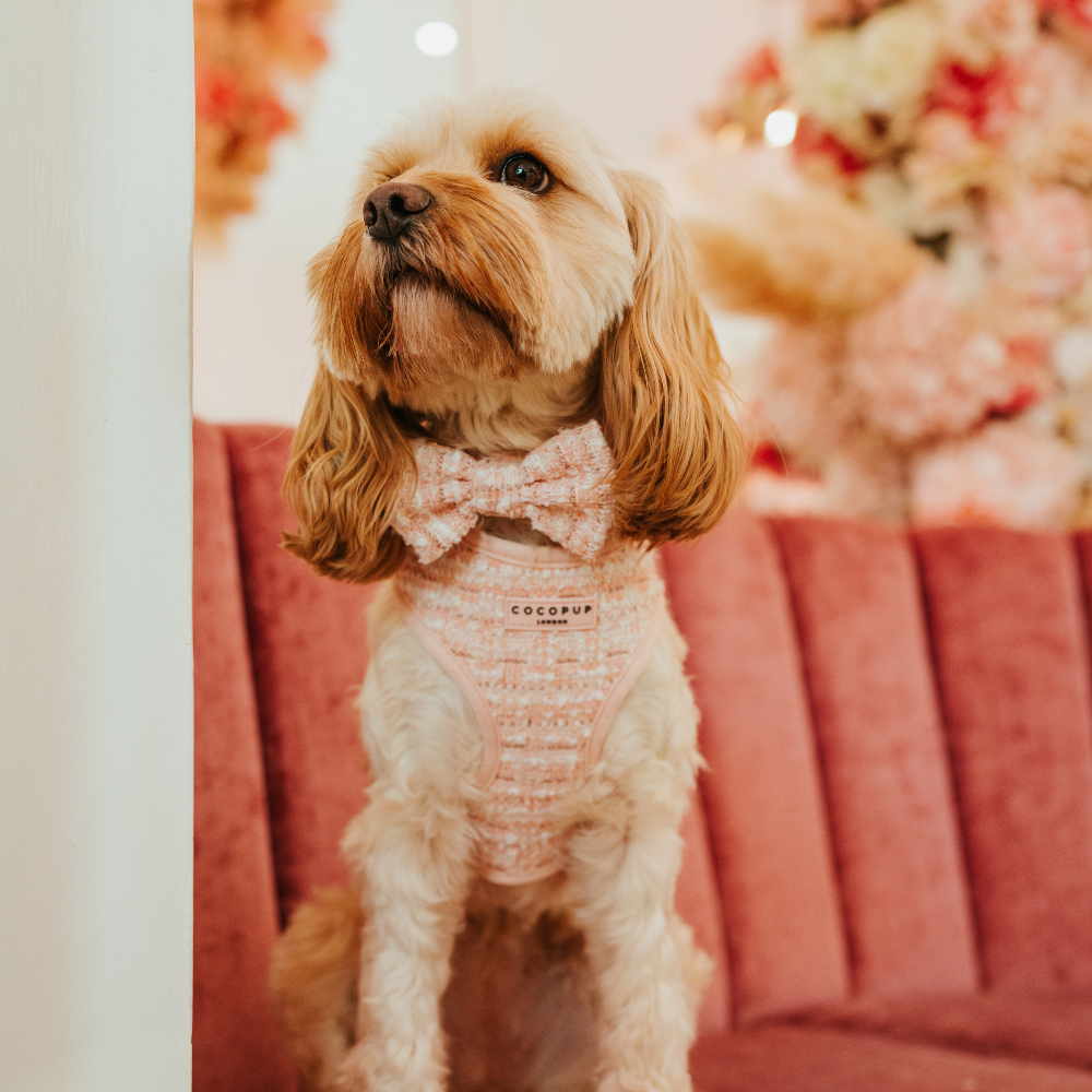 Pink Textured Tweed Adjustable Neck Harness: S