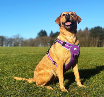 HugglePets Activity and Travel Dog Harness: Red / Large