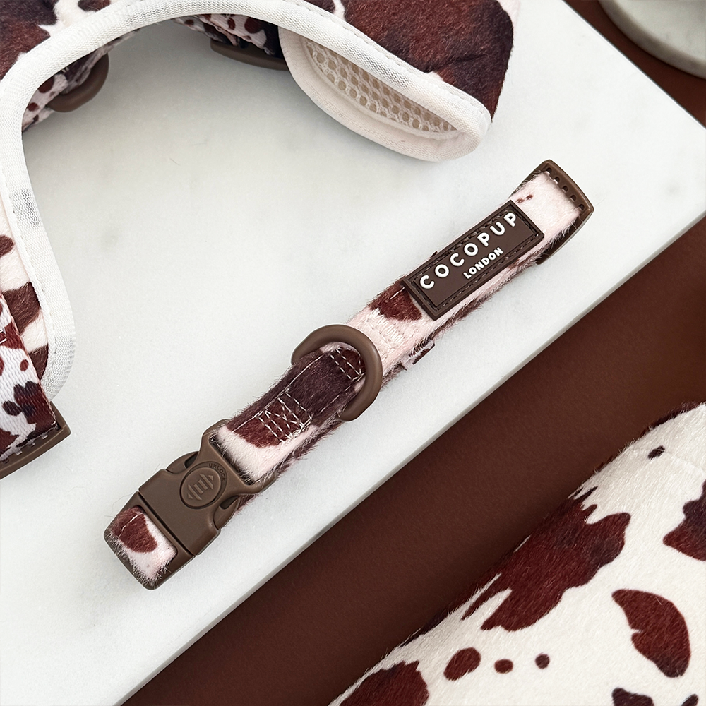 Rodeo Pup Collar: XS