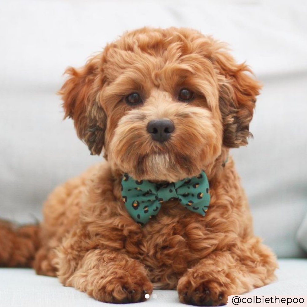 Khaki Leopard Bow Tie