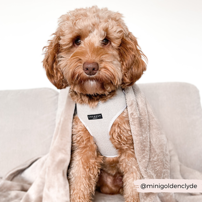 Brown Tweed Adjustable Neck Harness: XXS