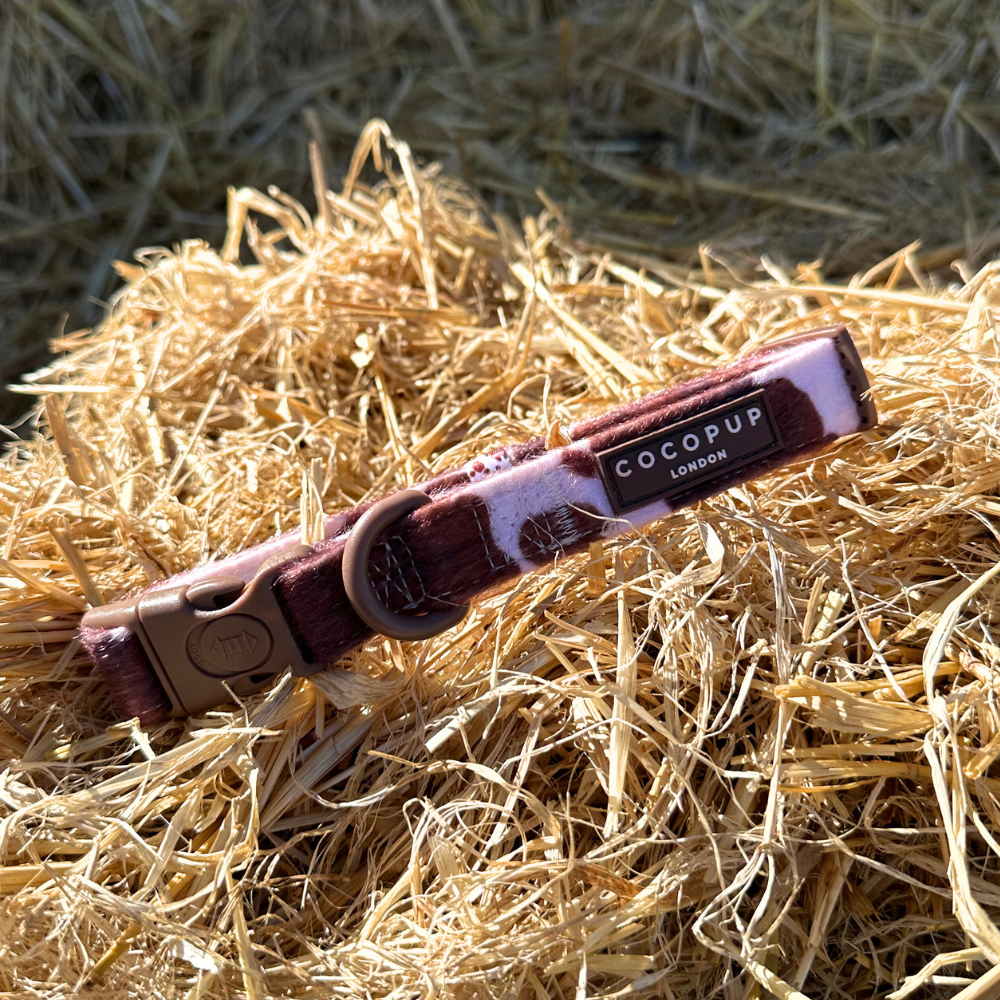 Rodeo Pup Collar: Large